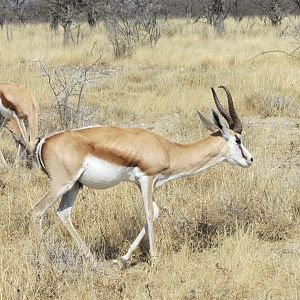 Springbok at Etosha National Park