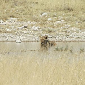 Lion at Etosha National Park