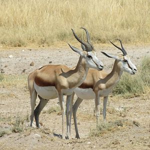 Springbok at Etosha National Park