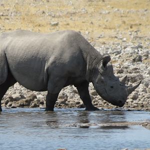 Black Rhino at Etosha National Park