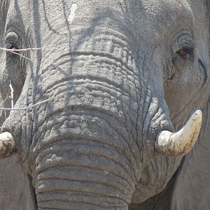 Elephant at Etosha National Park