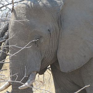 Elephant at Etosha National Park