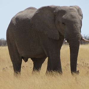 Elephant at Etosha National Park