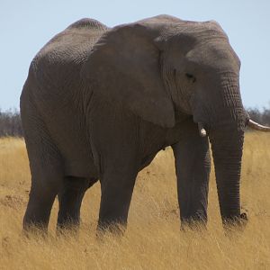 Elephant at Etosha National Park
