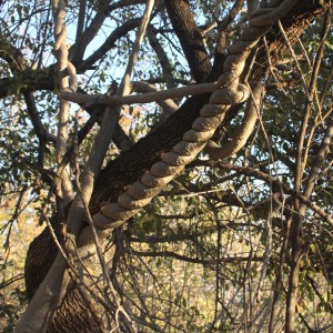 Tree at Otjikoto Lake in Namibia