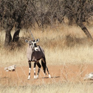 Gemsbok Namibia