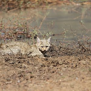 African Wildcat Namibia