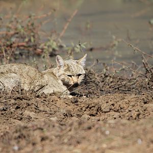 African Wildcat Namibia