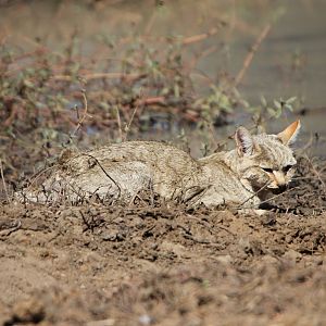 African Wildcat Namibia