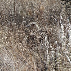 Ostrich on nest Namibia