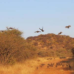 Guineafowl Namibia
