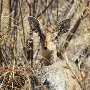 Damara Dik-Dik Namibia