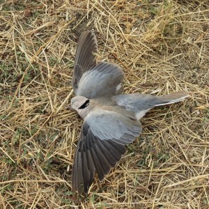 Dove Namibia