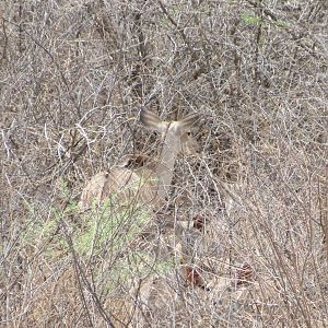 Kudu Namibia