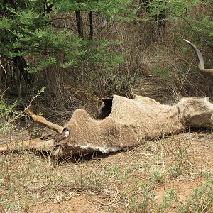 Kudu Carcass Namibia