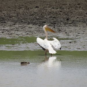 Pelican Namibia