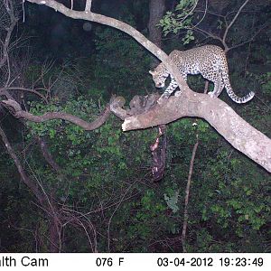 Leopard on Trail Camera