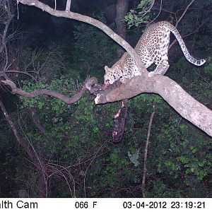 Leopard on Trail Camera