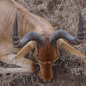 Hunting Coke Hartebeest