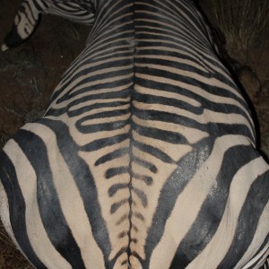 Namibia 2012 Hartman's Zebra