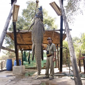 Croc 15'2" Zimbabwe 2012