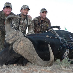 Buffalo hunted with Wintershoek Johnny Vivier Safaris