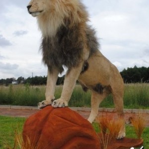 Lion mount by African Memories