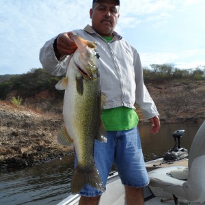 Bass of Sinaloa in Western Mexico