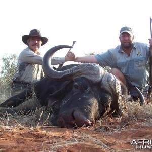Buffalo hunted with Wintershoek Johnny Vivier Safaris