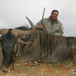 Blue Wildebeest hunted with Wintershoek Johnny Vivier Safaris