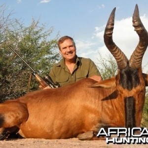 Red Hartebeest