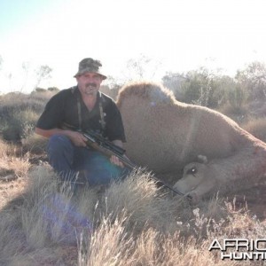 Hunting Camel in the Australian Outback