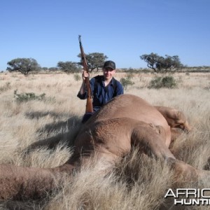 Hunting Camel in the Australian Outback