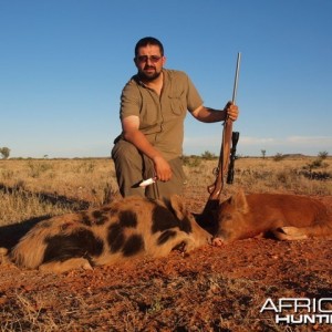 Hunting Feral Pigs in the Australian Outback