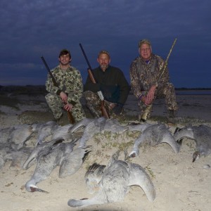 Sandhill Cranes 2012