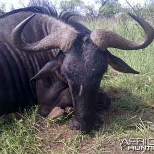 29" wildebeest hunted with HGS
