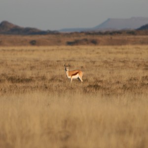 Springbok Doe