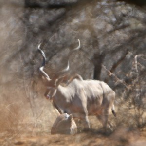 First Kudu Bull