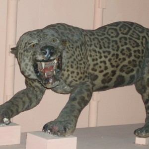 Jaguar