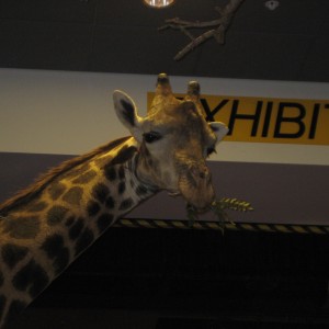 Taxidermy at Safari Club International Convention