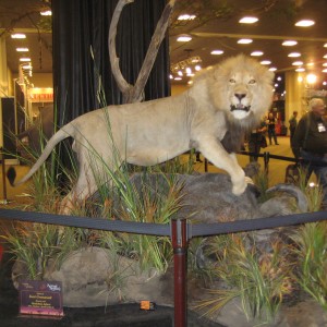 Taxidermy at Safari Club International Convention