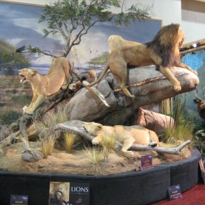 Taxidermy at Safari Club International Convention