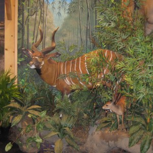 Taxidermy at Safari Club International Convention