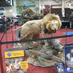 Taxidermy at Safari Club International Convention