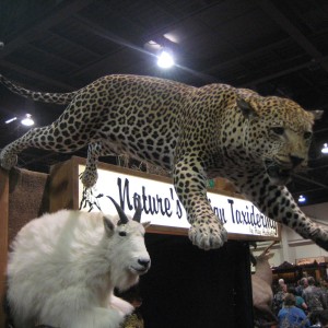 Taxidermy at Safari Club International Convention