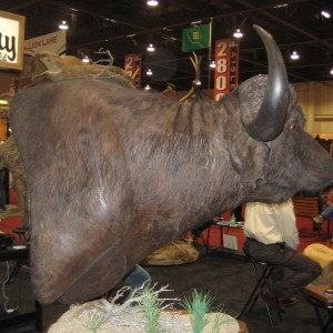 Taxidermy at Safari Club International Convention