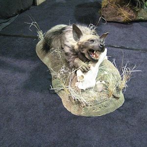 Taxidermy at Safari Club International Convention