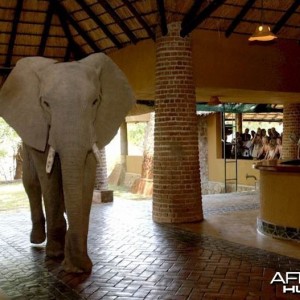 Elephants at the Mfuwe Lodge in Zambia