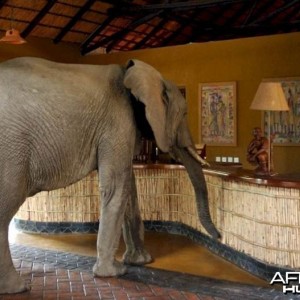 Elephants at the Mfuwe Lodge in Zambia