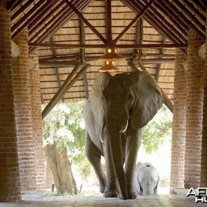 Elephants at the Mfuwe Lodge in Zambia